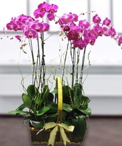 7 dall mor lila orkide  Kayseri internetten iek sat 