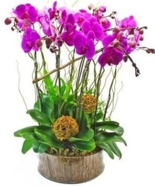 Ahap ktkte lila mor orkide 8 li  Kayseri hediye sevgilime hediye iek 
