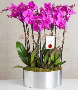 11 dall mor orkide metal vazoda  Kayseri internetten iek sat 
