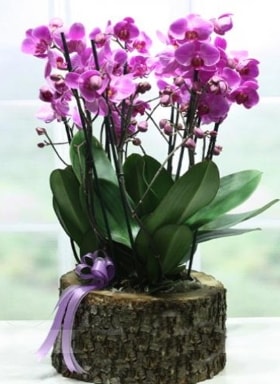 Ktk ierisinde 6 dall mor orkide  Kayseri cicekciler , cicek siparisi 