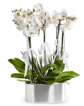 Be dall metal saksda beyaz orkide  Kayseri iekiler 