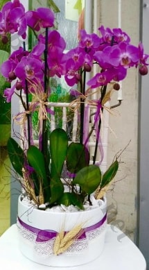 Seramik vazoda 4 dall mor lila orkide  Kayseri kaliteli taze ve ucuz iekler 