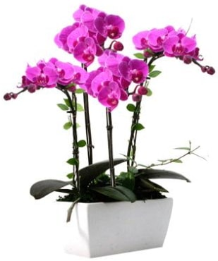Seramik vazo ierisinde 4 dall mor orkide  Kayseri online iek gnderme sipari 