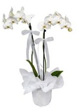 2 dall beyaz orkide  Kayseri iek , ieki , iekilik 