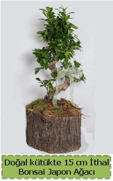 Doal ktkte thal bonsai japon aac  Kayseri internetten iek siparii 