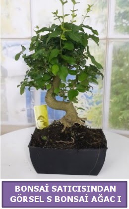 S dal erilii bonsai japon aac  Kayseri online iek gnderme sipari 