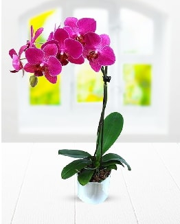 Tek dall mor orkide  Kayseri online iek gnderme sipari 