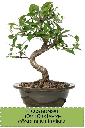 Ficus bonsai  Kayseri internetten iek sat 