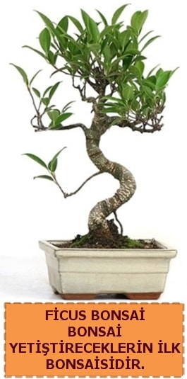 Ficus bonsai 15 ile 25 cm arasndadr  Kayseri iekiler 
