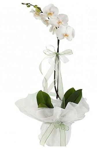 Tekli Beyaz Orkide  Kayseri uluslararas iek gnderme 