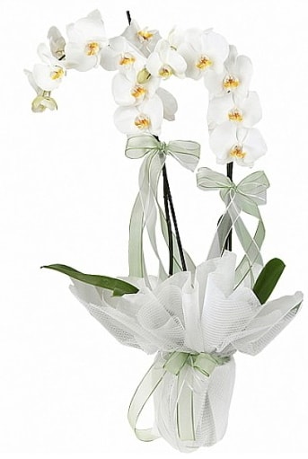 ift Dall Beyaz Orkide  Kayseri nternetten iek siparii 