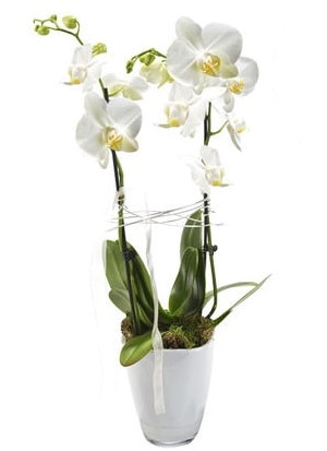 2 dall beyaz seramik beyaz orkide sakss  Kayseri internetten iek sat 