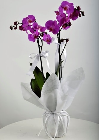 ift dall saksda mor orkide iei  Kayseri iek maazas , ieki adresleri 