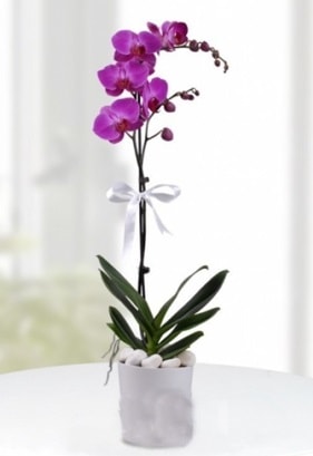 Tek dall saksda mor orkide iei  Kayseri iek online iek siparii 