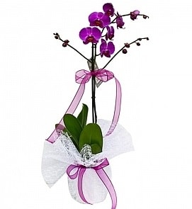 Tek dall saksda ithal mor orkide iei  Kayseri iek online iek siparii 