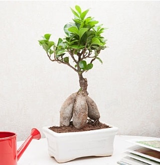 Exotic Ficus Bonsai ginseng  Kayseri iek gnderme 