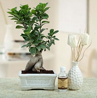 Ginseng ficus bonsai  Kayseri iek online iek siparii 