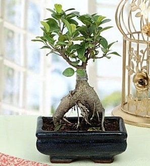 Appealing Ficus Ginseng Bonsai  Kayseri nternetten iek siparii 