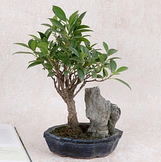 Japon aac Evergreen Ficus Bonsai  Kayseri internetten iek sat 
