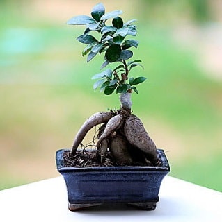 Marvellous Ficus Microcarpa ginseng bonsai  Kayseri iek maazas , ieki adresleri 