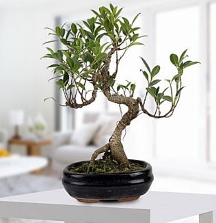 Gorgeous Ficus S shaped japon bonsai  Kayseri ucuz iek gnder 