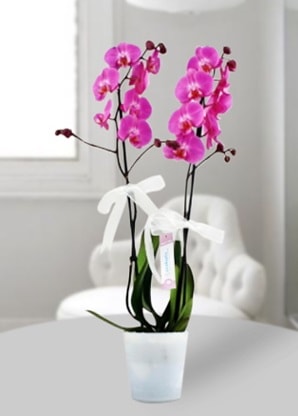 ift dall mor orkide  Kayseri iek online iek siparii 