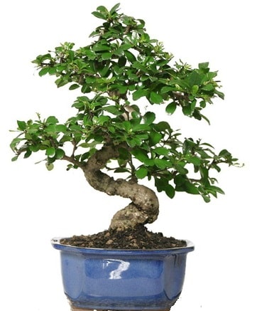 21 ile 25 cm aras zel S bonsai japon aac  Kayseri iek siparii vermek 