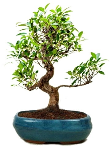 25 cm ile 30 cm aralnda Ficus S bonsai  Kayseri internetten iek sat 
