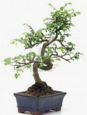 S gvde bonsai minyatr aa japon aac  Kayseri online iek gnderme sipari 