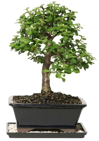 15 cm civar Zerkova bonsai bitkisi  Kayseri anneler gn iek yolla 