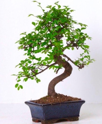 S gvdeli bonsai minyatr aa japon aac  Kayseri internetten iek sat 
