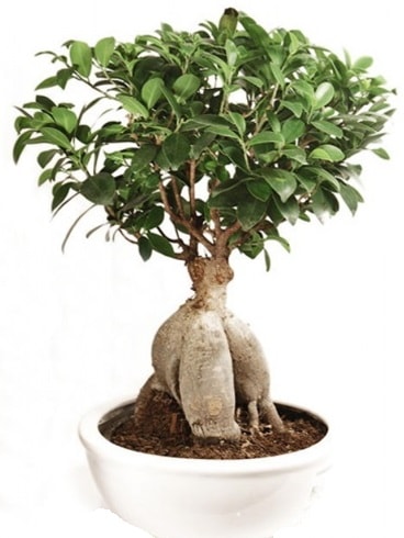 Ginseng bonsai japon aac ficus ginseng  Kayseri iek siparii sitesi 