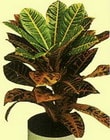  Kayseri cicek , cicekci  Kroton 30-35 cm yksekligi